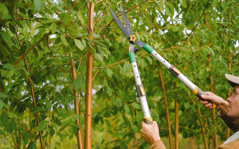 Hedge being cut back